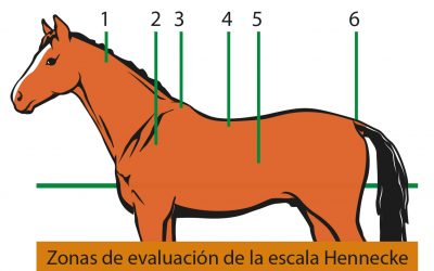 ¿Mi caballo está gordo o delgado?  Consigue el equilibrio con la escala Hennecke