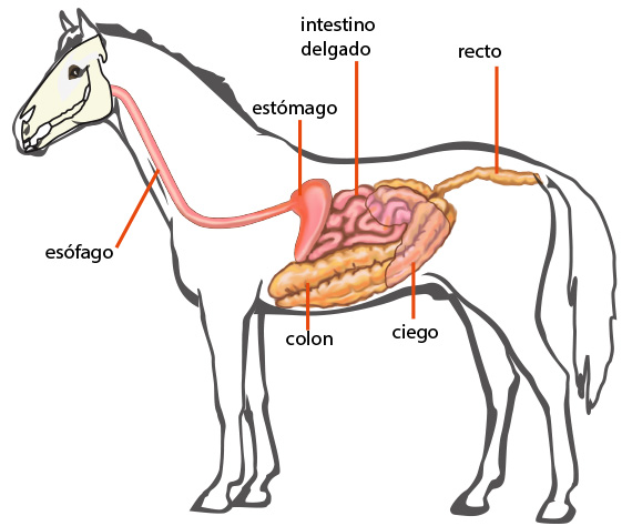 Sistema digestivo del caballo.