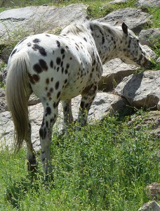 caballo apaloosa pastando