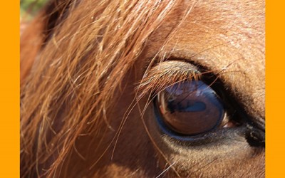 Contra los cólicos en verano: consejos veterinarios y nutricionales para cuidar a tu caballo