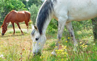 Alimentación del caballo: la frecuencia de las raciones