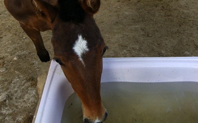 La hidratación de los caballos en verano