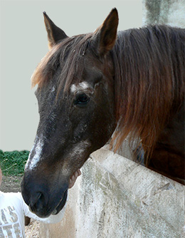 Marqués, caballo veterano que vivió feliz muchos años en el Club Hípico el Sayton