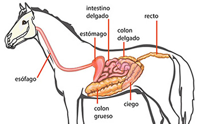 Conocer el sistema digestivo de los caballos para alimentarlos mejor