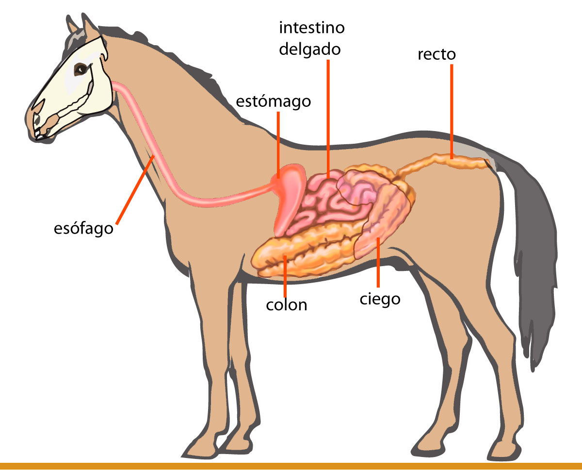 Ilustración del sistema digestivo del caballo