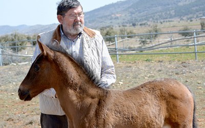 Marcelino González Alfaro, criador de caballos PRE: “El caballo es movimiento”