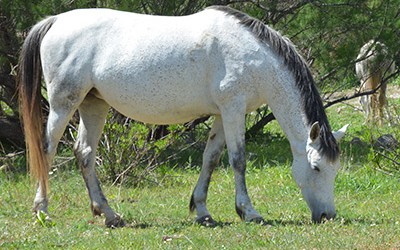 Reforzar el sistema inmunológico del caballo a través de la nutrición