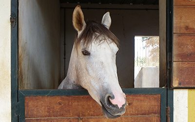 Problemas de salud y comportamiento de los caballos relacionados con los vicios de cuadra