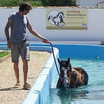 Miguel Pedro Gaspar conduciendo un caballo por la piscina.