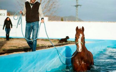 Miguel Pedro Gaspar, Equicare: «El caballo necesita libertad, compañía y masticar 18 horas diarias»