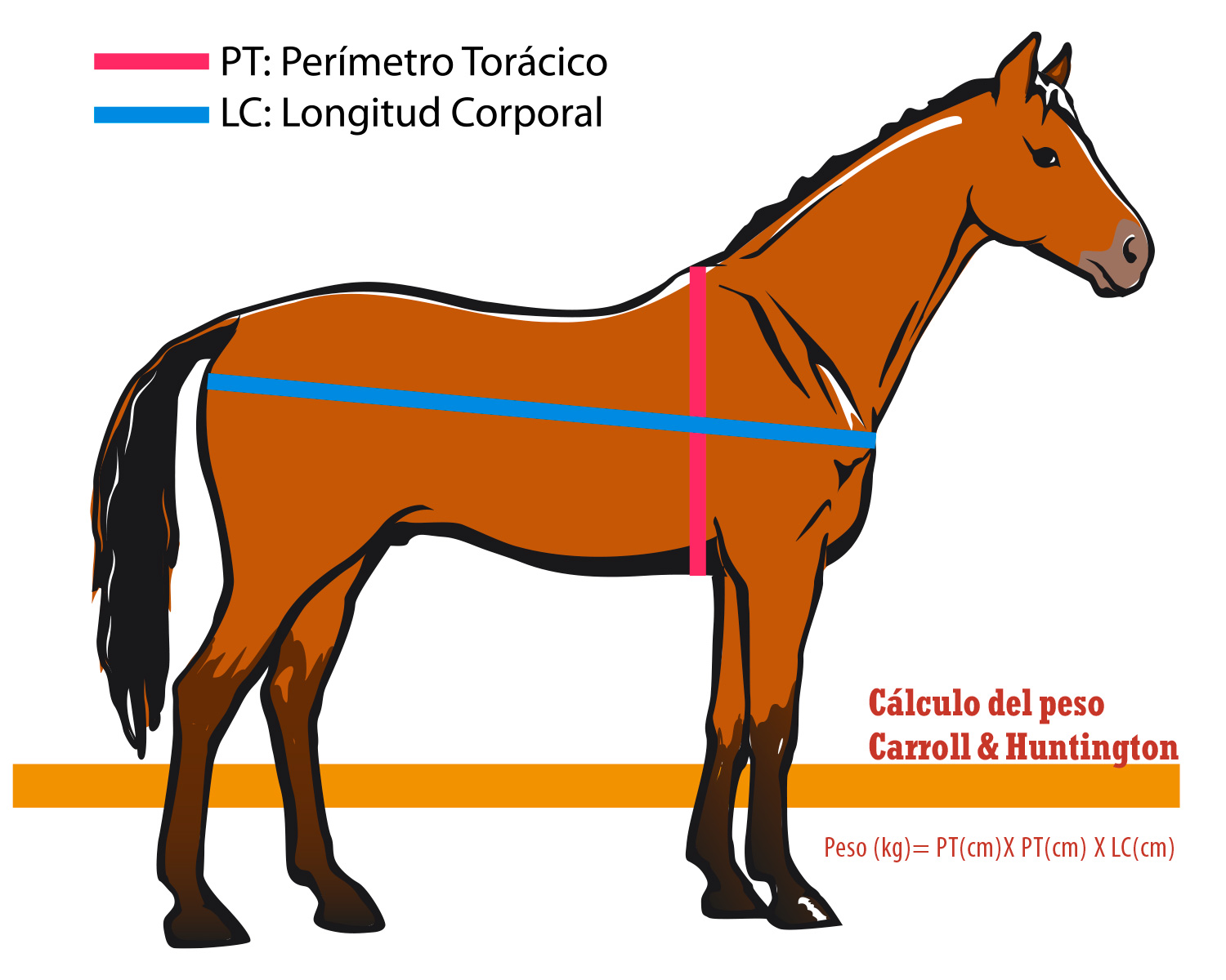 Imagen del cálculo del peso del caballo aproximado midiendo la longitud del cuerpo y el perímetro torácico (Carroll & Huntington, 1988)