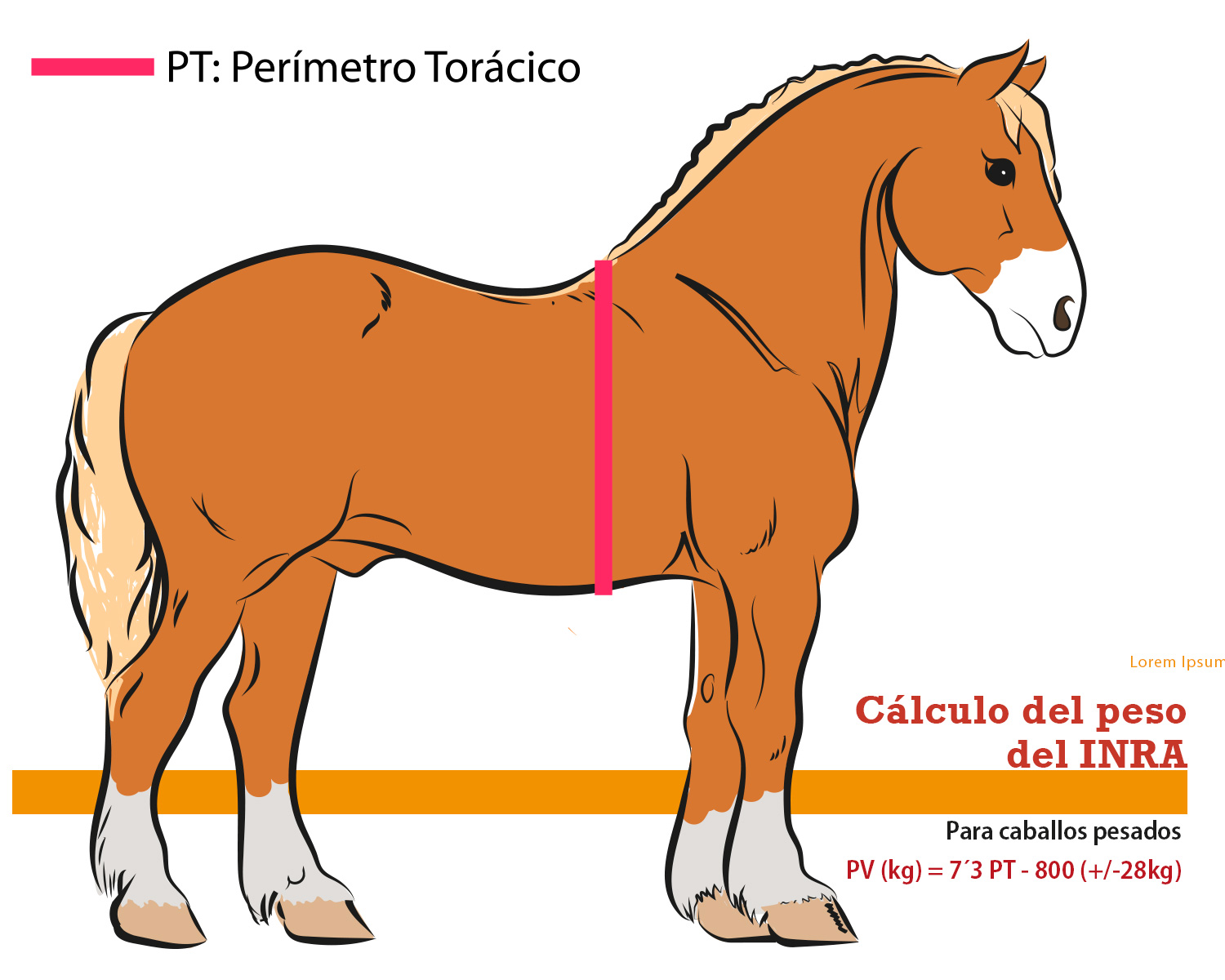 Imagen del cálculo del peso del caballo pesado(o de tiro) según el INRA