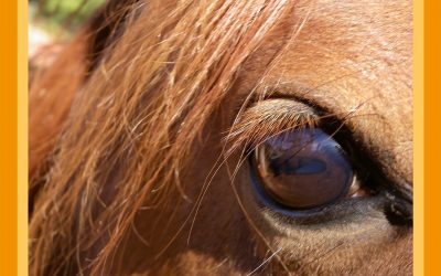 Contra los cólicos equinos en verano: consejos veterinarios y nutricionales para cuidar a tu caballo