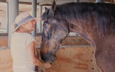 Sue Weeding, cofundadora de Easy Horse Care Rescue Centre: “No puedo imaginar mi vida sin caballos”