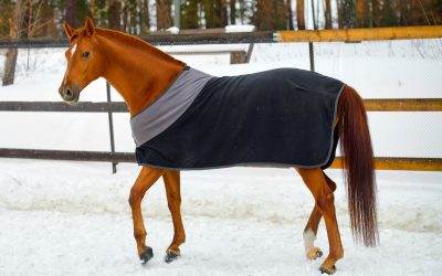 Consejos para cuidar a nuestros caballos cuando hace frío