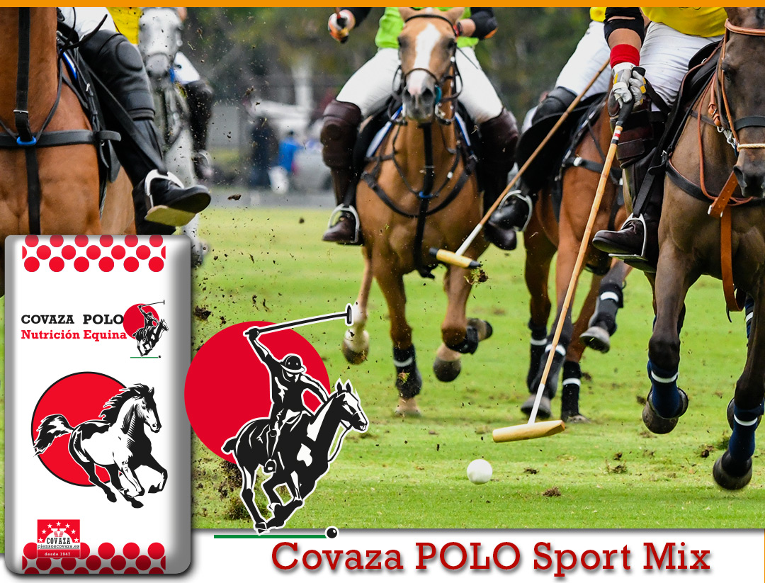 Caballos en partido de polo y saco de Covaza POLO Sport Mix