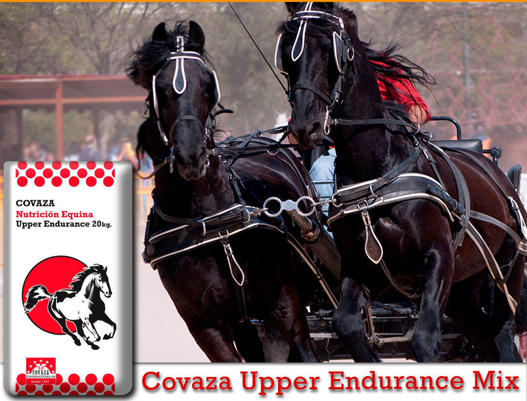 Tronco de caballos negros corriendo  y saco de Covaza Upper Endurance.